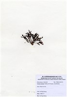 藏品(有柄褐扇藻)的圖片